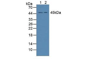 Figure. (ADRM1 Antikörper  (AA 2-407))