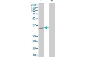 Lane 1: PTGER3 transfected lysate ( 42. (PTGER3 293T Cell Transient Overexpression Lysate(Denatured))