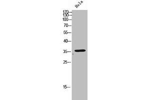 Western Blot analysis of HeLa cells using Olfactory receptor 2D3 Polyclonal Antibody (OR2D3 Antikörper  (C-Term))
