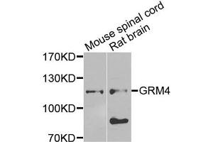 Western blot analysis of extracts of mouse spinal cord and rat brain cells, using GRM4 antibody.