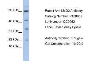 WB Suggested Anti-LMO2  Antibody Titration: 0. (LMO2 Antikörper  (N-Term))
