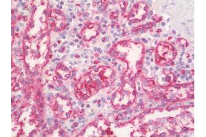 Anti-PPP1R11 antibody IHC staining of human spleen. (PPP1R11 Antikörper  (Biotin))