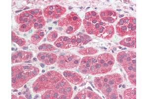 Anti-PEN2 antibody IHC of human adrenal. (PEN2 Antikörper  (N-Term))