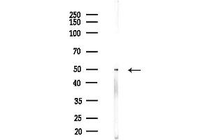 anti-Solute Carrier Family 35, Member B2 (SLC35B2) (C-Term) antibody