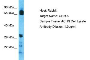 Host: Rabbit Target Name: OR8U9 Sample Type: ACHN Whole Cell lysates Antibody Dilution: 1. (OR8U9 Antikörper  (C-Term))