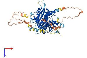 ATG4D Protein (AA 1-474) (His tag)