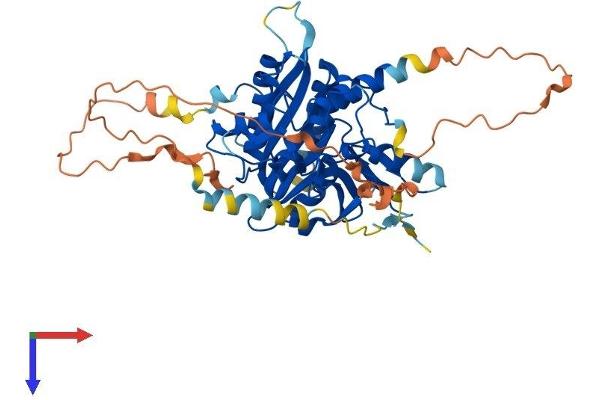 ATG4D Protein (AA 1-474) (His tag)