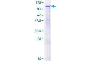 Image no. 1 for Sema Domain, Immunoglobulin Domain (Ig), Transmembrane Domain (TM) and Short Cytoplasmic Domain, (Semaphorin) 4A (Sema4a) (AA 1-761) protein (GST tag) (ABIN1319469) (Sema4a Protein (AA 1-761) (GST tag))