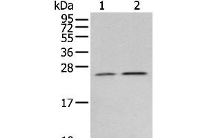 Western blot analysis of Human fetal brain tissue 231 cell using RAB11A Polyclonal Antibody at dilution of 1:400 (RAB11A Antikörper)