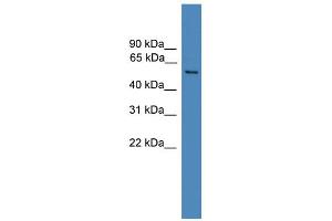 WB Suggested Anti-FAM71A Antibody Titration: 0. (FAM71A Antikörper  (C-Term))