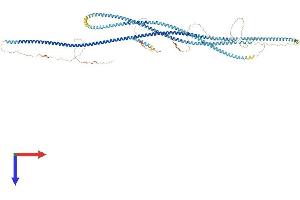 SYCP1 Protein (AA 1-993) (His tag)