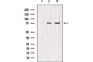 Western blot analysis of extracts from various samples, using Cdc16 Antibody. (CDC16 Antikörper  (Internal Region))