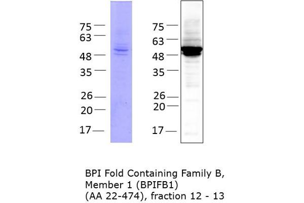 BPIFB1 Protein (AA 22-474) (His tag)