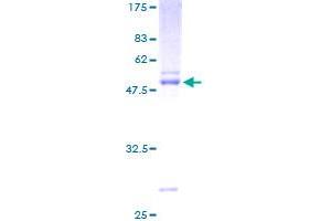 Image no. 1 for Ephrin A3 (EFNA3) (AA 1-238) protein (GST tag) (ABIN1352401)