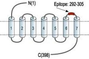 Representative domain view of the target of ABIN7885102.