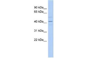 WB Suggested Anti-WNT2 Antibody Titration:  0.