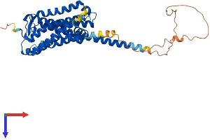 GPR84 Protein (AA 1-396) (His tag)