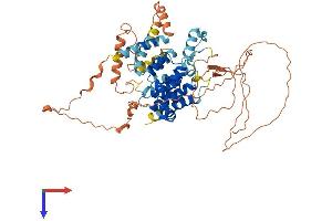 TBC1D3B Protein (AA 1-549) (His tag)