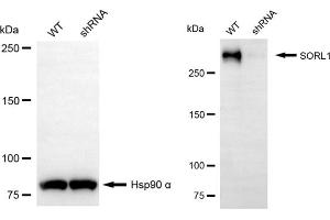 Western blotting analysis using SORL1 antibody (ABIN7800406).