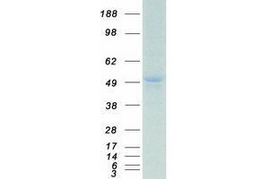 Validation with Western Blot (PBX1 Protein (Myc-DYKDDDDK Tag))