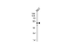 YBX1 Antibody (Center) (ABIN1882002 and ABIN2838896) western blot analysis in 293T cell line lysates (35 μg/lane).