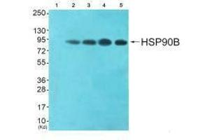 Western blot analysis of extracts from HeLa cells (Lane 2), CoLo cells (Lane 3), HepG2 cells (Lane 4) and 293 cells (Lane 5), using HSP90B (Ab-254) antiobdy. (HSP9AB1 (Ser254) Antikörper)