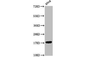 Western Blot Positive WB detected in Recombinant protein All lanes: ORF7 antibody at 2. (ORF7 (AA 1-123) Antikörper)