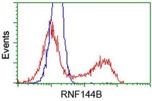 Image no. 1 for anti-Ring Finger Protein 144B (RNF144B) (AA 1-256) antibody (ABIN1490644) (RNF144B Antikörper  (AA 1-256))