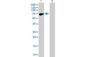 Western Blot analysis of ZNF317 expression in transfected 293T cell line by ZNF317 MaxPab polyclonal antibody. (ZNF317 Antikörper  (AA 1-595))