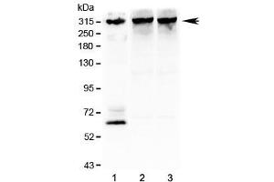 Western Blotting (WB) image for anti-Inositol 1,4,5-Trisphosphate Receptor, Type 3 (ITPR3) (AA 2411-2758) antibody (ABIN3031328)