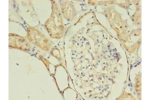 Immunohistochemistry of paraffin-embedded human kidney tissue using ABIN7175077 at dilution of 1:100 (C1ORF53 Antikörper  (AA 46-116))