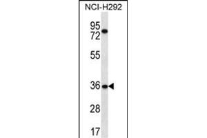 TSGA13 Antibody (C-term) (ABIN656582 and ABIN2845844) western blot analysis in NCI- cell line lysates (35 μg/lane). (TSGA13 Antikörper  (C-Term))