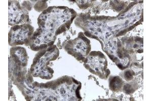 ABIN184972 (2µg/ml) staining of paraffin embedded Human Placenta. (EVC2 Antikörper  (C-Term))