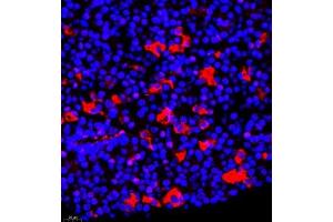 Immunofluorescence of paraffin embedded mouse hypophysis using TSH (ABIN7075906) at dilution of 1:400 (400x lens) (TSHB Antikörper)