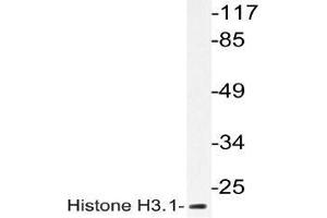 Western blot analysis of Histone H3. (Histone H3.1 Antikörper)
