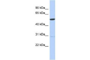 WB Suggested Anti-ZNF529 Antibody Titration:  0. (ZNF529 Antikörper  (N-Term))
