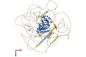 TEX14 Protein (AA 1-1497) (His tag)