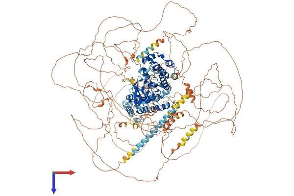 TEX14 Protein (AA 1-1497) (His tag)