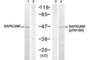 Western blot analysis of extracts from 293 cell using SAPK/JNK (Ab-183) Antibody (E021241, Lane 1, 2) and SAPK/JNK (phospho-Thr183) antibody (E011249, Lane3, 4). (SAPK, JNK (pThr183) Antikörper)