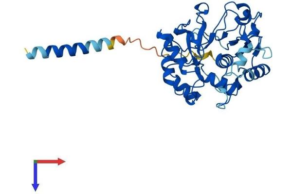 ST3GAL6 Protein (AA 1-329) (His tag)