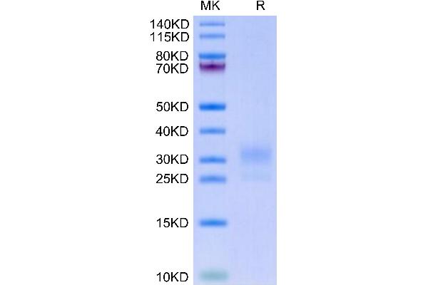 LAIR1 Protein (AA 22-163) (His-Avi Tag,Biotin)