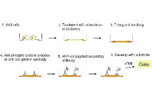Cell-Based protein phosphorylation procedure (STAT5A ELISA Kit)