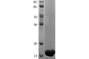 Validation with Western Blot (Oncomodulin Protein (OCM) (His tag))
