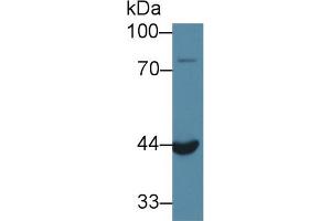 Western Blot; Sample: Mouse Kidney lysate; Primary Ab: 1µg/ml Rabbit Anti-Rat ACP6 Antibody Second Ab: 0.