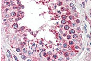 Human Testis (formalin-fixed, paraffin-embedded) stained with COX4I1 antibody ABIN461950 at 2. (COX IV Antikörper  (AA 154-166))