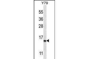 NR2C2AP Antikörper  (N-Term)