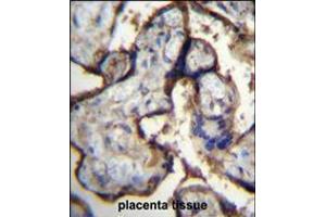 ITGA5 Antibody immunohistochemistry analysis in formalin fixed and paraffin embedded human placenta tissue followed by peroxidase conjugation of the secondary antibody and DAB staining. (ITGA5 Antikörper  (AA 575-602))