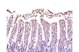 Formalin-fixed and paraffin embedded rat small intestine labeled Anti-NRP1/CD304 Polyclonal Antibody, Unconjugated  at 1:200, followed by conjugation to the secondary antibody and DAB staining (Neuropilin 1 Antikörper  (AA 851-923))