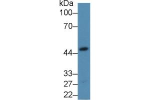 Western Blot; Sample: Mouse Heart lysate; Primary Ab: 2µg/mL Rabbit Anti-Human ALDOA Antibody Second Ab: 0. (ALDOA Antikörper  (AA 18-273))