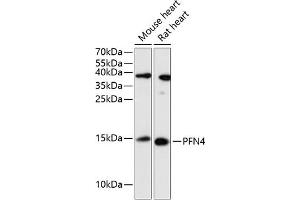 Profilin 4 Antikörper  (AA 1-129)